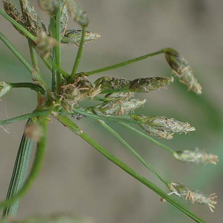 Scirpus radicans \ Wurzelnde Simse / Rooting Club-Rush, D Deggendorf 3.7.2023