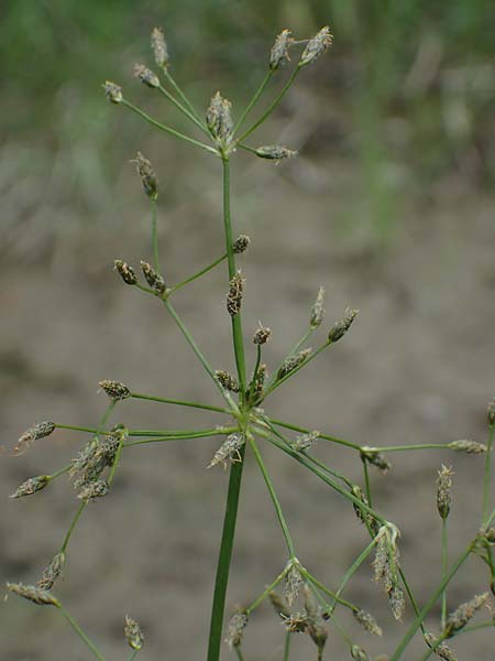 Scirpus radicans \ Wurzelnde Simse / Rooting Club-Rush, D Deggendorf 3.7.2023