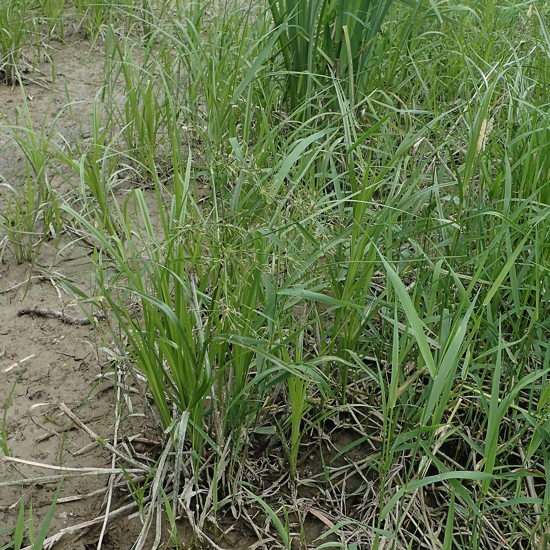 Scirpus radicans \ Wurzelnde Simse / Rooting Club-Rush, D Deggendorf 3.7.2023