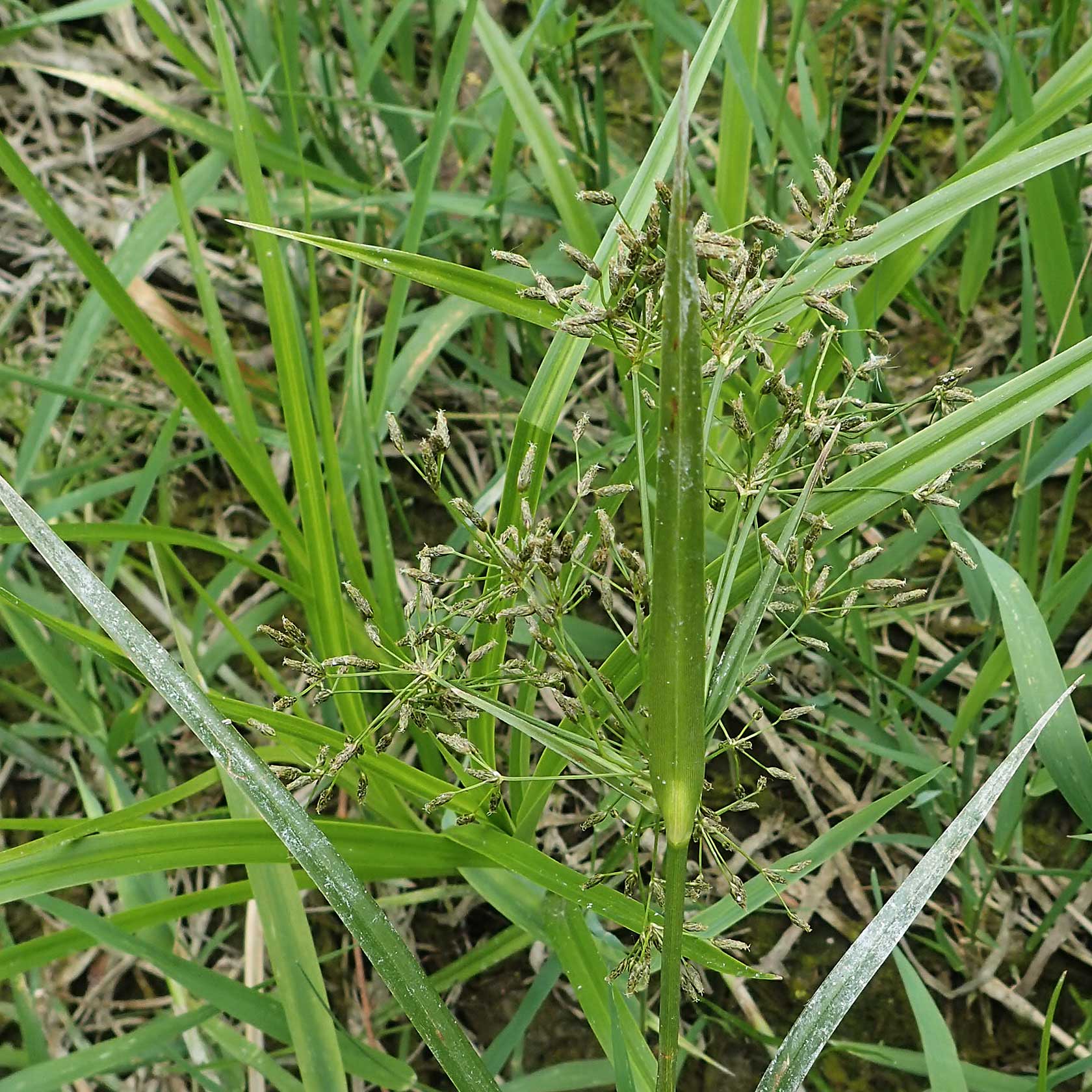 Scirpus radicans \ Wurzelnde Simse / Rooting Club-Rush, D Deggendorf 3.7.2023