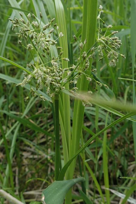 Scirpus radicans \ Wurzelnde Simse / Rooting Club-Rush, D Deggendorf 3.7.2023
