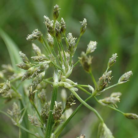 Scirpus radicans \ Wurzelnde Simse / Rooting Club-Rush, D Deggendorf 3.7.2023