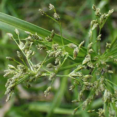Scirpus radicans \ Wurzelnde Simse / Rooting Club-Rush, D Deggendorf 3.7.2023