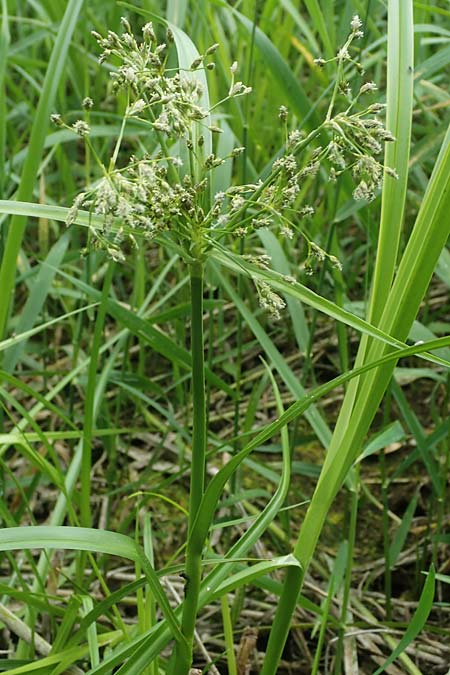 Scirpus radicans \ Wurzelnde Simse / Rooting Club-Rush, D Deggendorf 3.7.2023