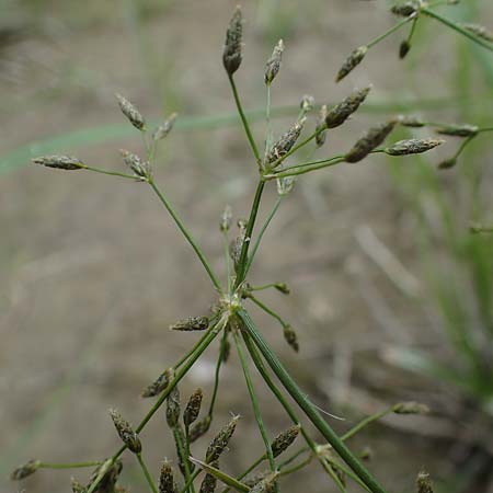 Scirpus radicans \ Wurzelnde Simse / Rooting Club-Rush, D Deggendorf 3.7.2023