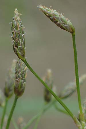 Scirpus radicans \ Wurzelnde Simse / Rooting Club-Rush, D Deggendorf 3.7.2023