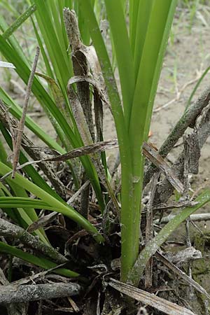 Scirpus radicans \ Wurzelnde Simse / Rooting Club-Rush, D Deggendorf 3.7.2023