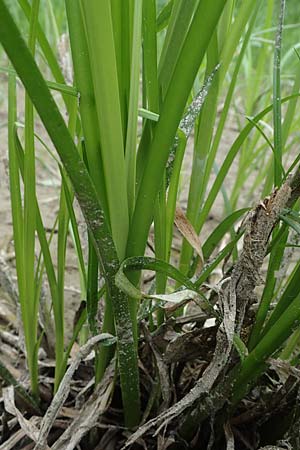 Scirpus radicans \ Wurzelnde Simse / Rooting Club-Rush, D Deggendorf 3.7.2023