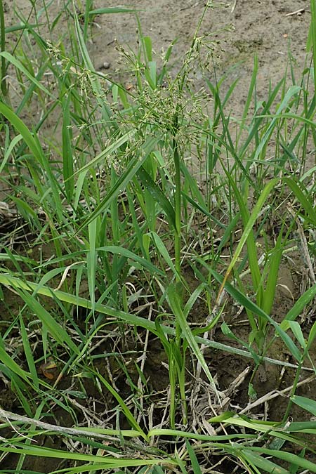 Scirpus radicans \ Wurzelnde Simse / Rooting Club-Rush, D Deggendorf 3.7.2023