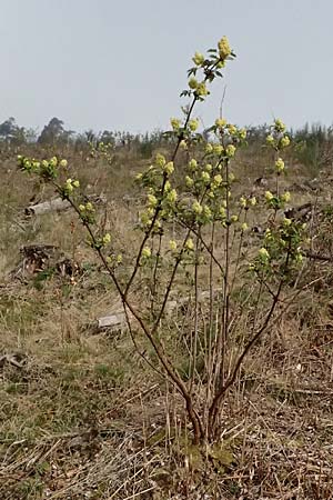 Sambucus racemosa \ Roter Holunder, Trauben-Holunder / Red-Berried Elder, D Gimborn 11.4.2025