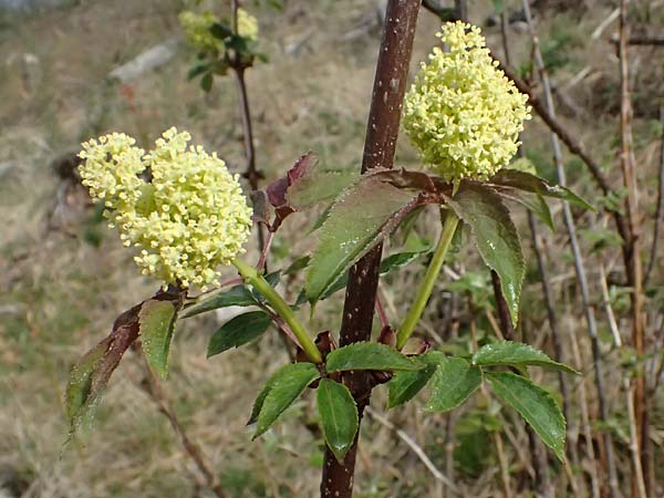 Sambucus racemosa \ Roter Holunder, Trauben-Holunder / Red-Berried Elder, D Gimborn 11.4.2025