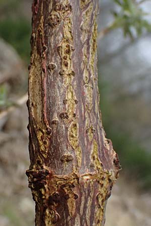 Sambucus racemosa \ Roter Holunder, Trauben-Holunder / Red-Berried Elder, D Gimborn 11.4.2025