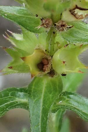 Stachys recta \ Aufrechter Ziest / Yellow Woundwort, D Falkenstein 31.7.2025