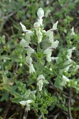 Stachys recta \ Aufrechter Ziest / Yellow Woundwort, D Mannheim 14.9.2025