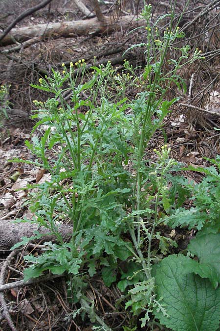 Senecio sylvaticus \ Wald-Greiskraut / Heath Groundsel, D Pf&auml;lzer Wald 3.9.2006