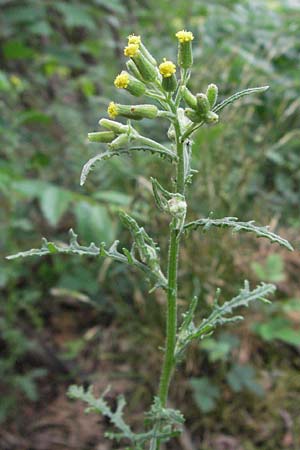 Senecio sylvaticus \ Wald-Greiskraut / Heath Groundsel, D Sandhausen 25.5.2007
