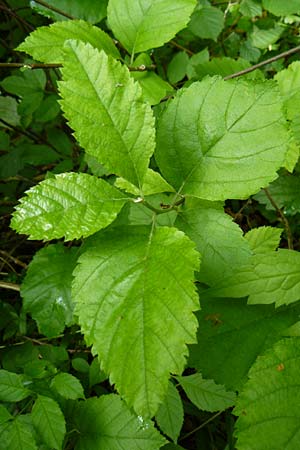 Sorbus seyboldiana \ Seybolds Mehlbeere / Seybold's Whitebeam, D Werbachhausen 4.6.2016