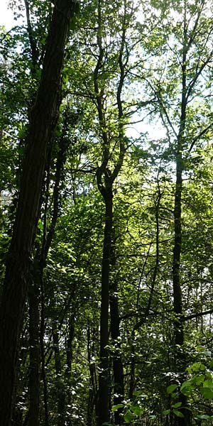 Sorbus seyboldiana \ Seybolds Mehlbeere / Seybold's Whitebeam, D Werbachhausen 4.6.2016