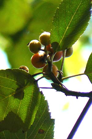 Sorbus seyboldiana \ Seybolds Mehlbeere / Seybold's Whitebeam, D Werbachhausen 2.10.2016