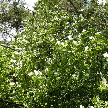 Sorbus seyboldiana \ Seybolds Mehlbeere / Seybold's Whitebeam, D Werbachhausen 20.5.2017