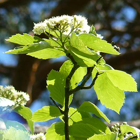 Sorbus seyboldiana \ Seybolds Mehlbeere / Seybold's Whitebeam, D Werbachhausen 20.5.2017