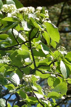 Sorbus seyboldiana \ Seybolds Mehlbeere / Seybold's Whitebeam, D Werbachhausen 20.5.2017