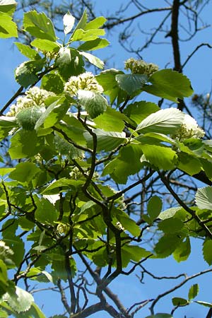 Sorbus seyboldiana \ Seybolds Mehlbeere / Seybold's Whitebeam, D Werbachhausen 20.5.2017