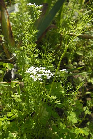 Scandix stellata \ Stern-Venuskamm / Stellate Shepherd's Needle, D   23.6.2012