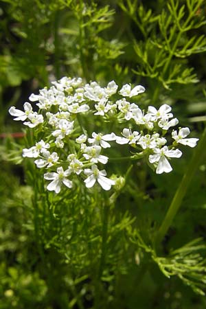 Scandix stellata \ Stern-Venuskamm / Stellate Shepherd's Needle, D   23.6.2012