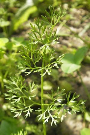 Scandix stellata \ Stern-Venuskamm / Stellate Shepherd's Needle, D   23.6.2012
