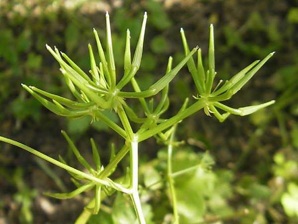 Scandix stellata \ Stern-Venuskamm / Stellate Shepherd's Needle, D   23.6.2012