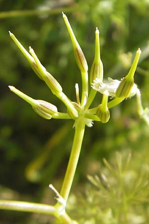 Scandix stellata \ Stern-Venuskamm / Stellate Shepherd's Needle, D   23.6.2012