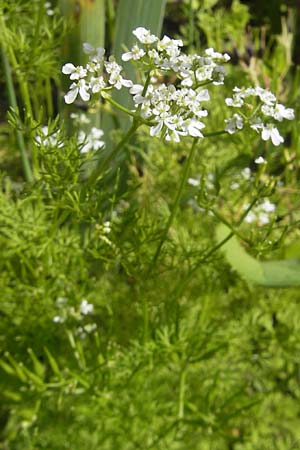 Scandix stellata \ Stern-Venuskamm / Stellate Shepherd's Needle, D   23.6.2012