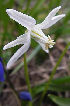 Scilla siberica agg., Sibirischer Blaustern