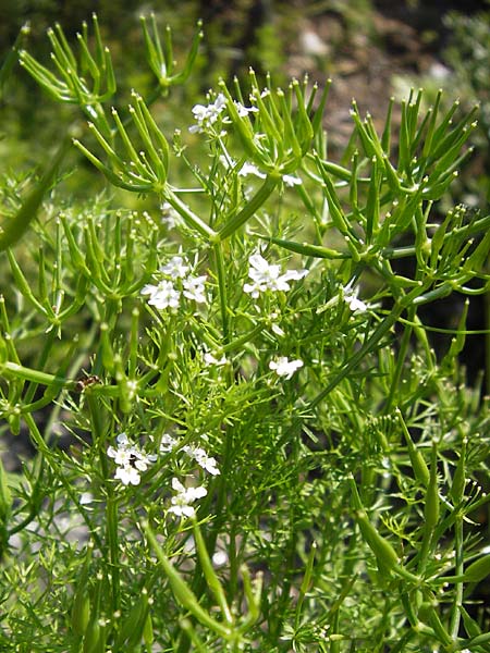Scandix stellata \ Stern-Venuskamm / Stellate Shepherd's Needle, D   8.6.2013