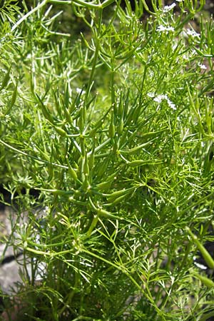 Scandix stellata \ Stern-Venuskamm / Stellate Shepherd's Needle, D   8.6.2013