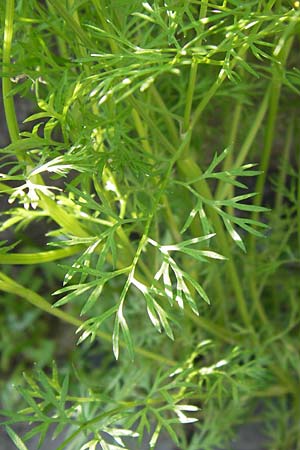 Scandix stellata \ Stern-Venuskamm / Stellate Shepherd's Needle, D   8.6.2013