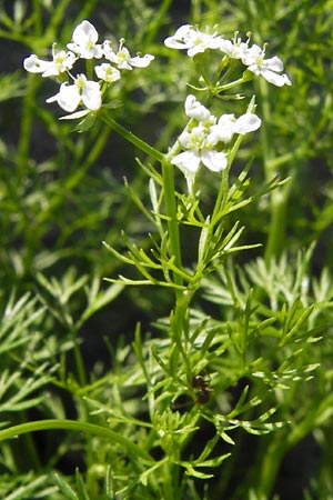 Scandix stellata \ Stern-Venuskamm / Stellate Shepherd's Needle, D   8.6.2013