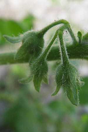 Solanum sarachoides \ Saracha-Nachtschatten / Saracha Nightshade, D Mannheim 6.9.2013