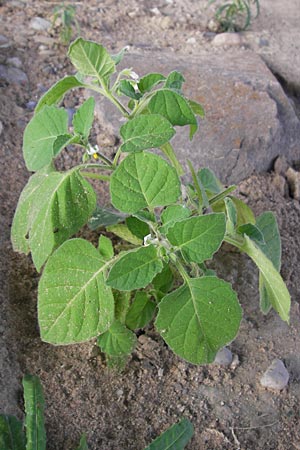 Solanum sarachoides \ Saracha-Nachtschatten / Saracha Nightshade, D Mannheim 6.9.2013