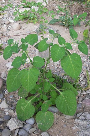 Solanum sarachoides \ Saracha-Nachtschatten / Saracha Nightshade, D Mannheim 6.9.2013
