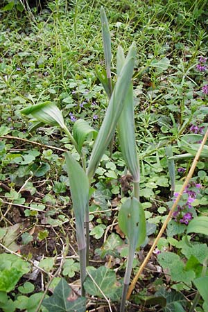 Polygonatum odoratum \ Salomonssiegel, Duftende Wei�wurz / Angular Solomon's Seal, D Gernsheim 17.4.2015