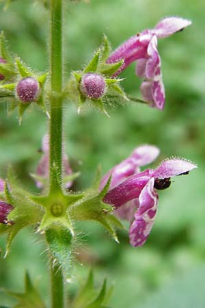 Stachys sylvatica \ Wald-Ziest / Hedge Woundwort, D Odenwald, Reichelsheim 16.6.2015