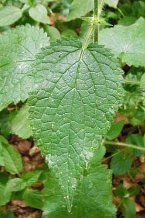 Stachys sylvatica \ Wald-Ziest / Hedge Woundwort, D Odenwald, Reichelsheim 16.6.2015