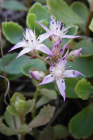 Sedum spurium \ Kaukasischer Mauerpfeffer / Caucasian Stonecrop, D Sandhausen 2.7.2015
