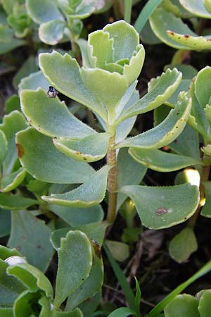 Sedum spurium \ Kaukasischer Mauerpfeffer / Caucasian Stonecrop, D Sandhausen 2.7.2015