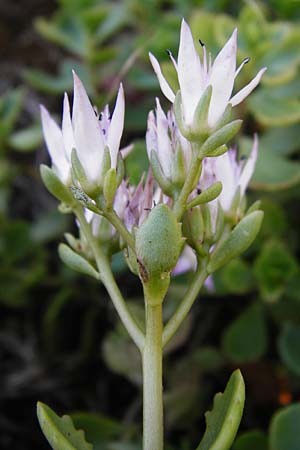 Sedum spurium \ Kaukasischer Mauerpfeffer / Caucasian Stonecrop, D Sandhausen 2.7.2015