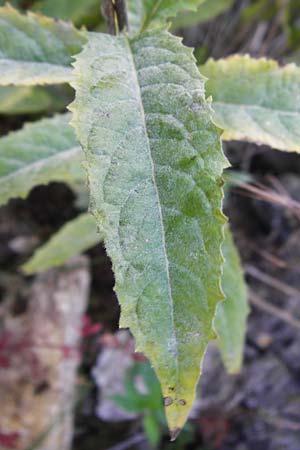 Sisymbrium strictissimum \ Steife Rauke / Perennial Rocket, D N&ouml;rdlingen 10.7.2015