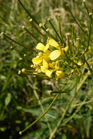 Sisymbrium strictissimum \ Steife Rauke / Perennial Rocket, D N&ouml;rdlingen 10.7.2015