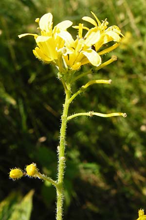 Sisymbrium strictissimum \ Steife Rauke / Perennial Rocket, D N&ouml;rdlingen 10.7.2015